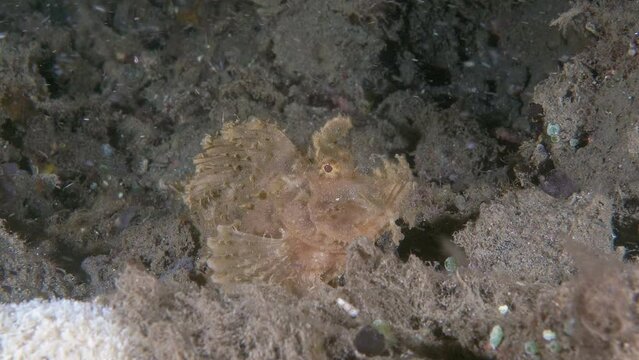 Ambon Scorpionfish (Pteroidichthys amboinensis) 12 cm. Lives in muddy bottom habitats near seaweeds.
Color variable, matching surroundings. ID: distinctive branching skin flaps above eyes.