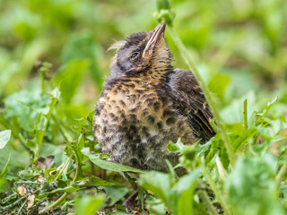 A fieldfare chick, Turdus pilaris, has left the nest and sitting on the spring lawn. A fieldfare...