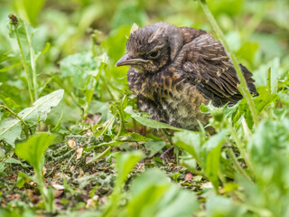 A fieldfare chick, Turdus pilaris, has left the nest and sitting on the spring lawn. A fieldfare...