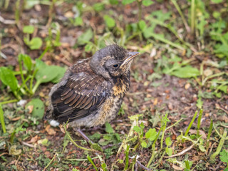 A fieldfare chick, Turdus pilaris, has left the nest and sitting on the spring lawn. A fieldfare...