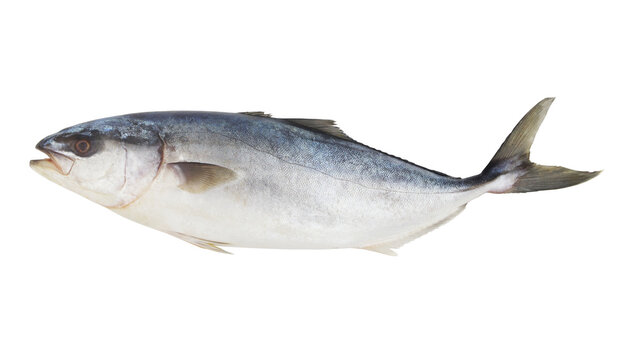 Raw yellowtail amberjack fish isolated on white background.