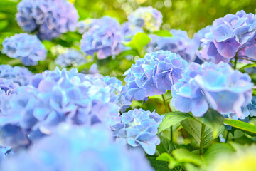 blue hydrangea in full blooming