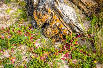 coastal vegetaion textures at Arthur River