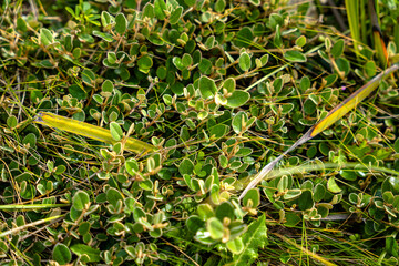 Coastal vegetation at Arthur River