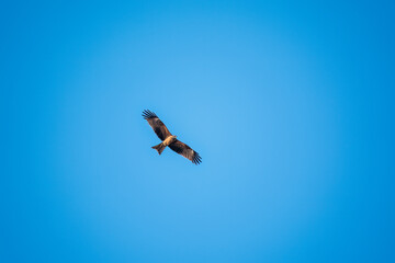 The bird of prey Black Kite flying in blue Sky