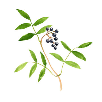 watercolor drawing branch of Amur cork tree with leaves and berries, Phellodendron amurense, herb of traditional chinese medicine, hand drawn illustration