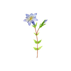 watercolor drawing plant of Gentiana loureiroi, herb of traditional chinese medicine, hand drawn illustration