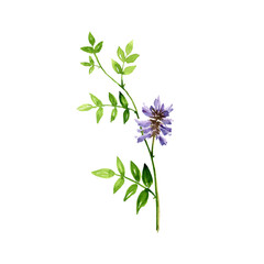 watercolor drawing plant of Licorice, Chinese liquorice, Glycyrrhiza uralensis, herb of traditional chinese medicine, hand drawn illustration