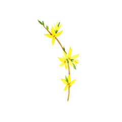 watercolor drawing plant of golden-bell, weeping forsythia, Forsythia suspensa, herb of traditional chinese medicine, hand drawn illustration