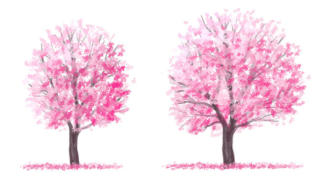 watercolor blooming flower tree side view isolated on white background for landscape and architecture drawing, elements for environment and garden,botanical elements for section in spring 