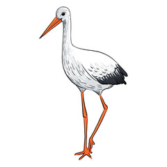 vector drawing sketch of bird, white stork, hand drawn ciconia , isolated nature design element