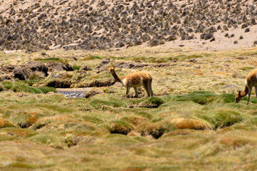 Fototapeta premium Vicuna on a promontory in the Andean plateau. Mountain and blue sky background