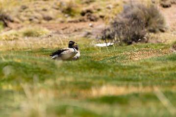wild bird duck mallard with ducklings swimming across the pond, anas platyrhynchos, family in golden sunset color on spring pond. Czech Republic, Europe wildlife