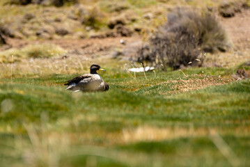 wild bird duck mallard with ducklings swimming across the pond, anas platyrhynchos, family in golden sunset color on spring pond. Czech Republic, Europe wildlife