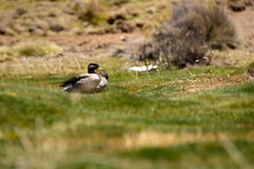 wild bird duck mallard with ducklings swimming across the pond, anas platyrhynchos, family in golden sunset color on spring pond. Czech Republic, Europe wildlife