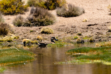 wild bird duck mallard with ducklings swimming across the pond, anas platyrhynchos, family in golden sunset color on spring pond. Czech Republic, Europe wildlife