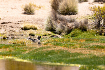 wild bird duck mallard with ducklings swimming across the pond, anas platyrhynchos, family in golden sunset color on spring pond. Czech Republic, Europe wildlife
