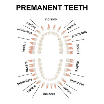 Visual aid Types of Premanent teeth anatomy and dentistry.Structure of oral cavity. Human mouth anatomy model with captions. Infographic design for educational poster. Vector illustration flat design.