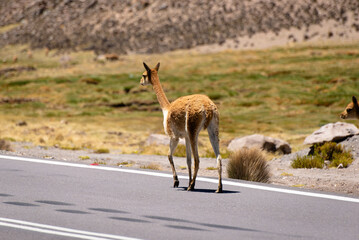 Vicuna on a promontory in the Andean plateau. Mountain and blue sky background