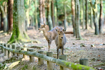 deer in the city of Nara,Japan