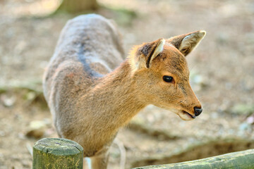 deer in the city of Nara,Japan