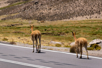 Vicuna on a promontory in the Andean plateau. Mountain and blue sky background