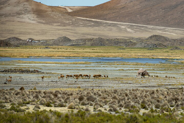 Vicuna on a promontory in the Andean plateau. Mountain and blue sky background
