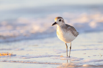 A small bird that appears to be a non-breeding adult black-bellied plover (Pluvialis squatarola) walks on the beach at Longboat Key, Florida