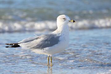 Ring-billed gull (Larus delawarensis), a large white coastal bird, in the surf on Longboat Key, Florida