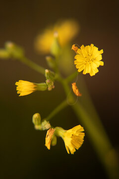 Dandelion yellow flower on green background