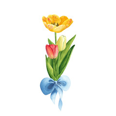 Tulips with blue bow on white background. Watercolor hand drawing illustration. Art for womens day 8 march