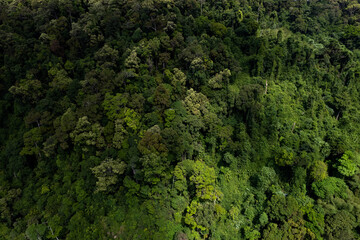 aerial view of dark green forest Abundant natural ecosystems of rainforest. Concept of nature  forest preservation and reforestation.