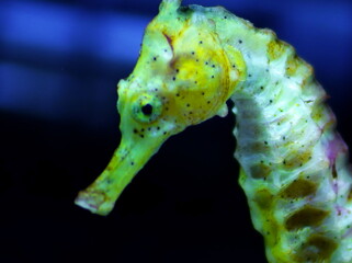 水族館で人気者のタツノオトシゴ
