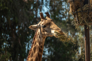 giraffe eating