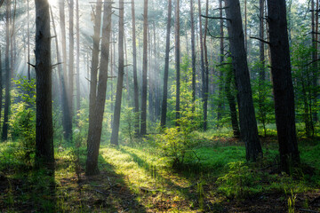 Beautiful sunny morning in green forest
