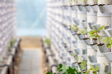 Sustainable Agriculture. Aquaponics based production method farm. Wellness, healthy and sustainable food sourcing concept. Vertical Farming.