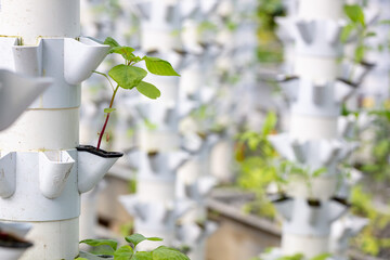 Sustainable Agriculture. Aquaponics based production method farm. Wellness, healthy and sustainable food sourcing concept. Vertical Farming.