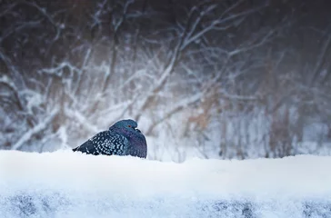 Fotobehang one pigeon sits on the snow outdoors © Алена Ягупа