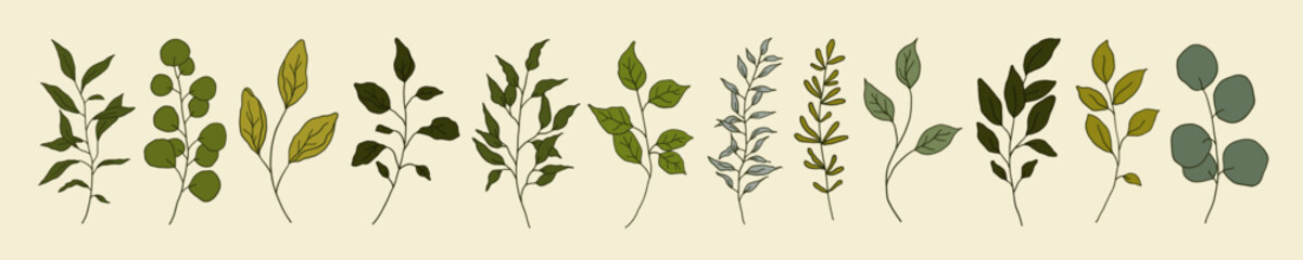 Set of greenery vintage floral branch, leaf, plants. Botanic delicate green foliage leaves. Hand drawn vector illustration