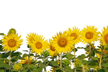 Row of sunflowers are blooming on transparent background, png file