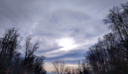 December Morning Sun Corona and Bare Trees