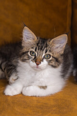 Portrait of a small very young kitten. Kitty with big eyes close up on a brown background. Adorable baby cat with cute face. Cute American shorthair cat kitten. Pet kitten looks curious. Newborn baby
