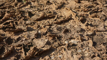 Dry cracked soil texture. Dry saline soil grunge surface with salt stain on soil surface. Grunge soil Natural background.