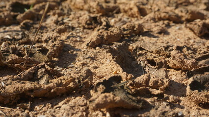Close-up Dry cracked soil texture. Dry saline soil grunge surface with salt stain on soil surface. Grunge soil Natural background.