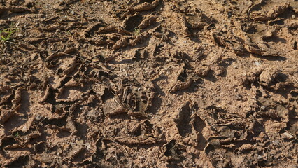 Dry cracked soil texture. Dry saline soil grunge surface with salt stain on soil surface. Grunge soil Natural background.