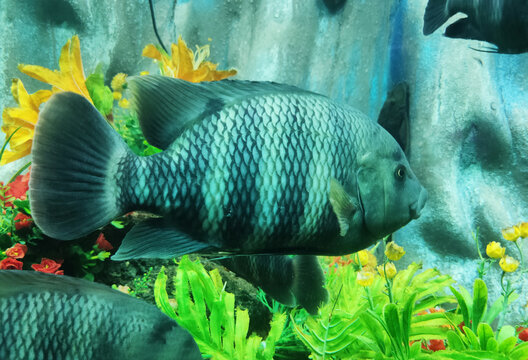 fish in aquarium. Mesmerizing close-up of a vibrant tilapia fish, showcasing its colorful scales and intricate patterns. Ideal for aquatic enthusiasts and nature lovers. #TilapiaBeauty #AquaticLife