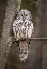 Ural owl ( Strix uralensis ) close up