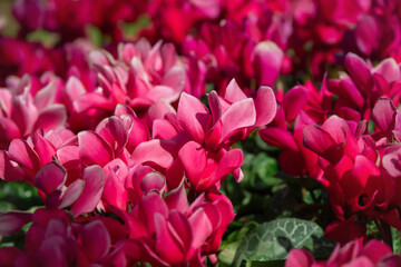 Winter flowers: cyclamen flowers in greenhouse