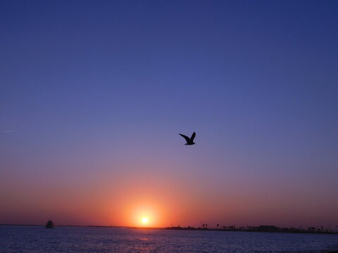 red and blue sunset on the water with bird and boat
