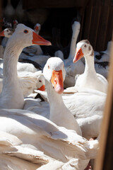 geese on the farm